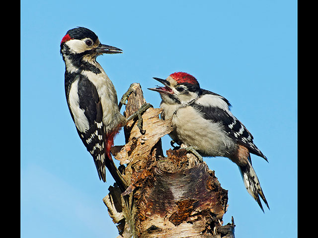 Male-grt-sptd-woodpecker-with-juvenile.jpg