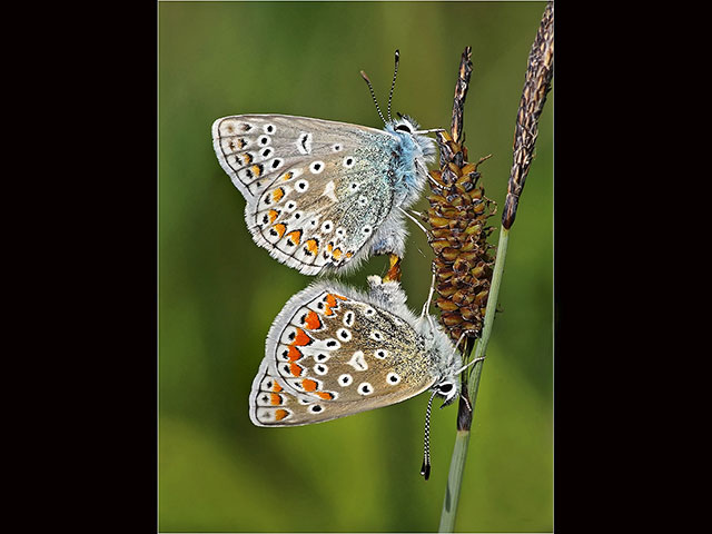 Mating-Common-Blue-Butterflies.jpg