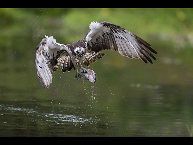 Osprey-with-Trout.jpg