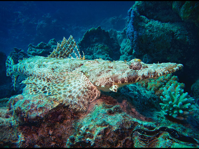 Crocodilefish(RedSea).jpg