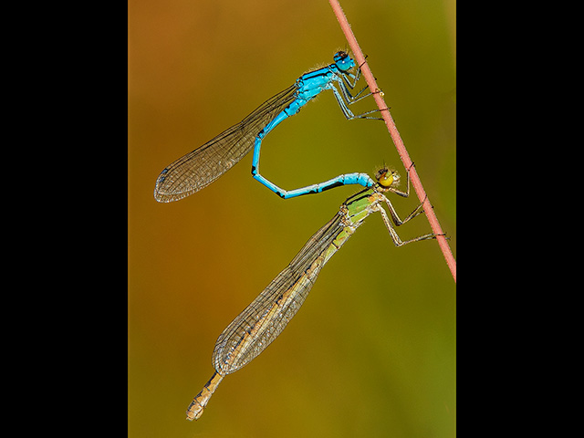 MatingDamselflies.jpg