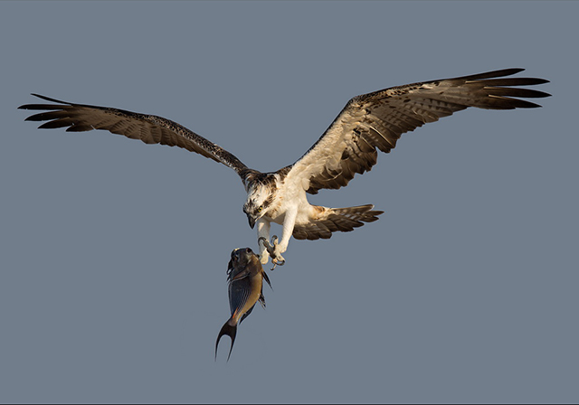 Osprey-with-fish.jpg