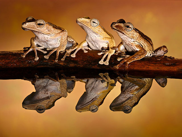 Tree-Frogs.jpg