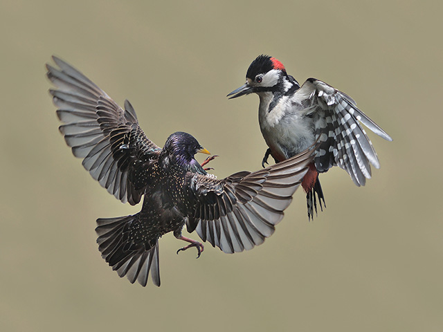 6_Woodpecker-and-starling-dispute.jpg