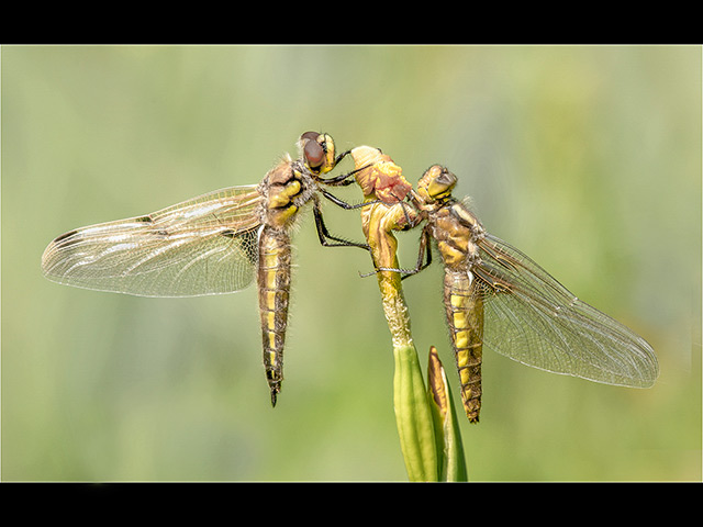 Emerged-4-Spot-and-Broad-Bodied-Chasers.jpg