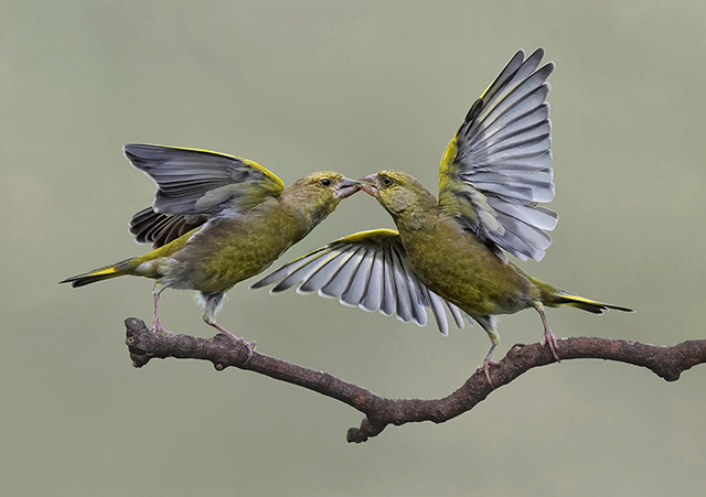 GrapplingGreenfinch.jpg